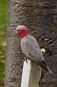 022 Yanchep NP, roze kaketoe